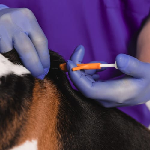 The Importance of Pet Microchipping