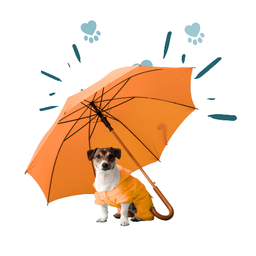 Find the right Pet Insurance for you and your pet