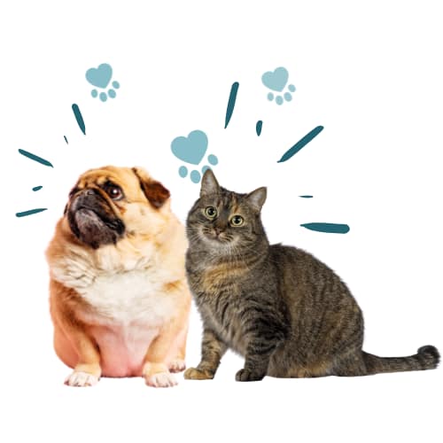 Blog Images - Tricky Pet Treats