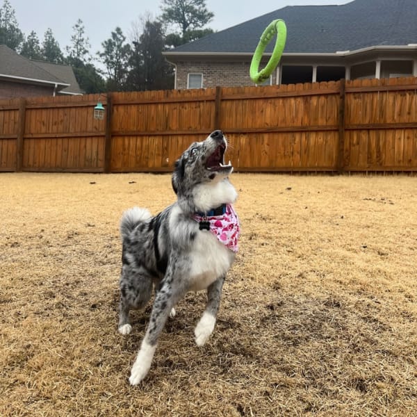 An Australian Shepard puppy catching a toy