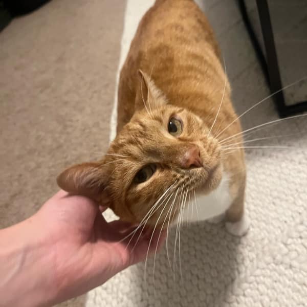An orange tabby cat getting pets