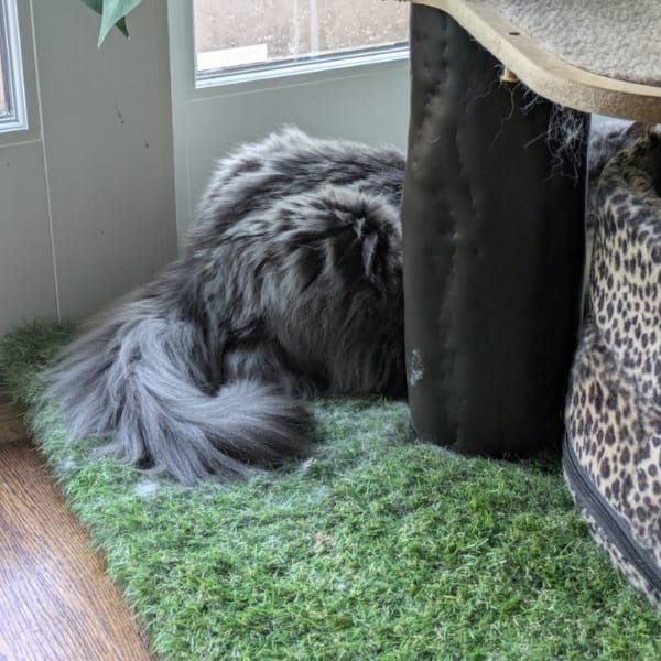 Weekly Services & Dog Walking Services, Pinehurst NC, Your Pet Care Connection
