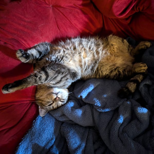 A grey tabby sleeping
