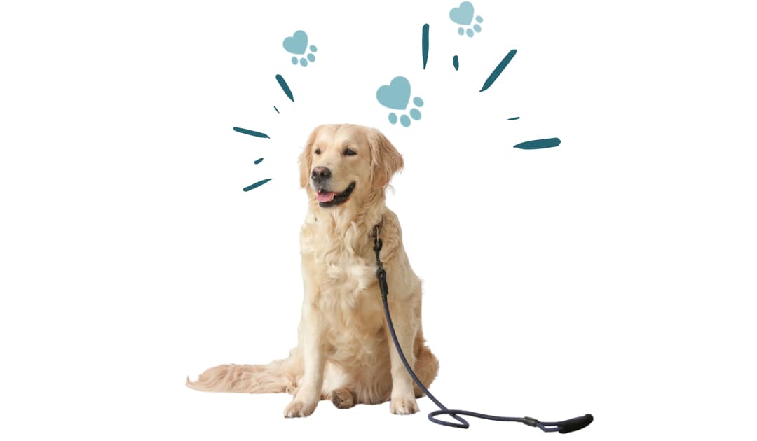 Take Your Pet With You: Pet-Friendly Places in Moore County