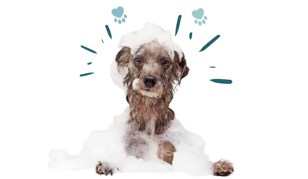 5 Cleanup Tips for Pet Owners