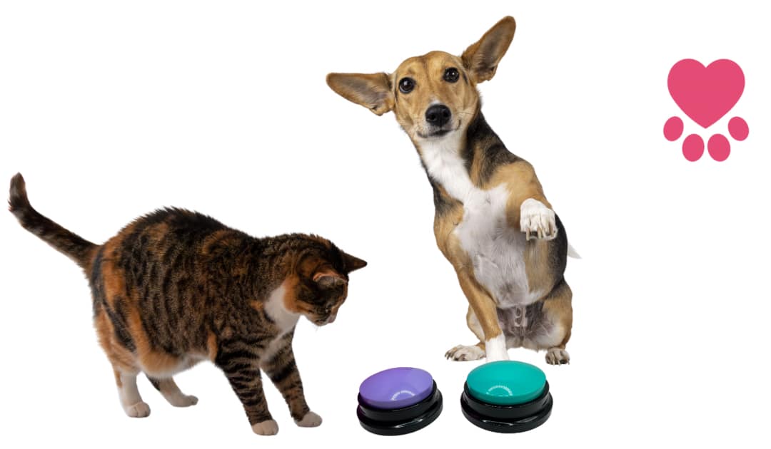 Ready, Set, Speak! (With Pet Training Buttons)