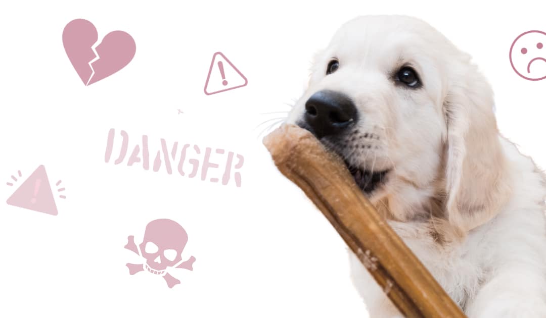 Deadly Dental Chews: The Dangers Of Rawhide Bones