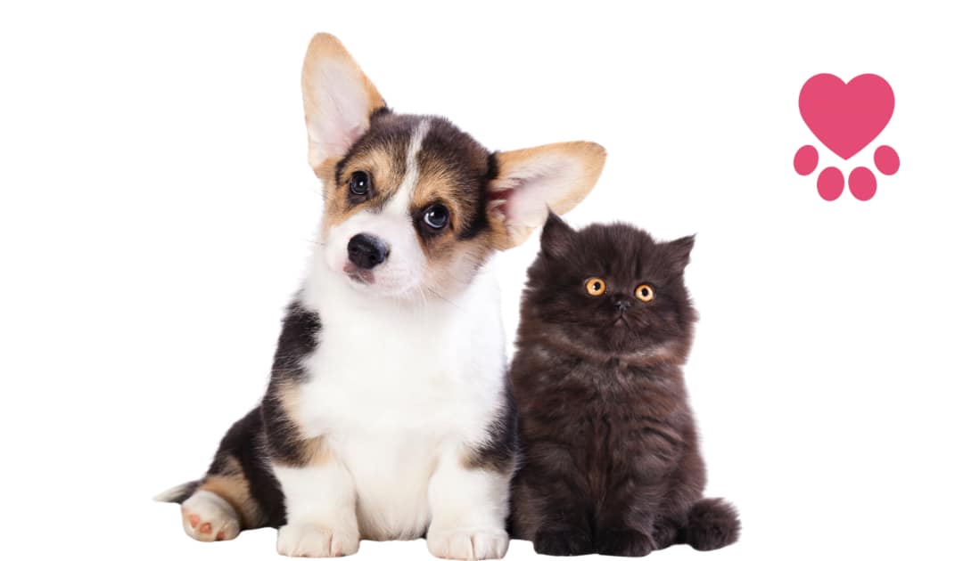 How To Find and Select a Reputable Pet Breeder