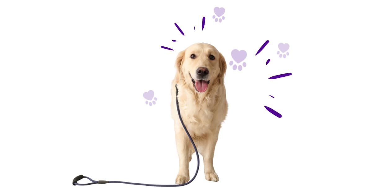 Places to get out and walk your dog in Moore County NC