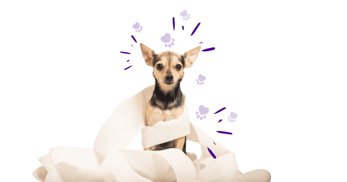 Tips for potty training your pet - pet blog image