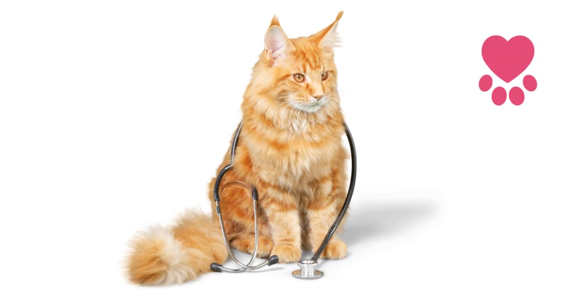 Quality Veterinarians in Moore County