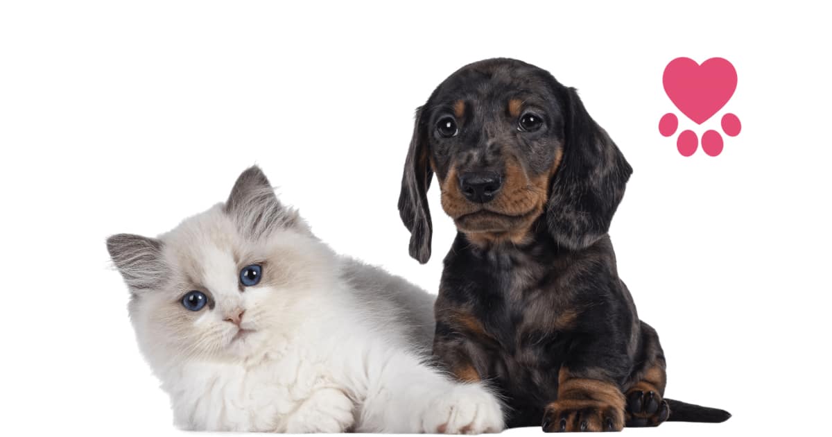 Find A Reputable Pet Breeder In Moore County NC