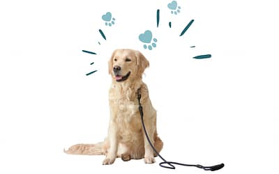 Take Your Pet With You: Pet-Friendly Places in Moore County