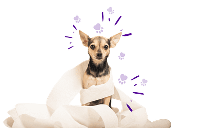 Pet Potty Training Tips: 5 Tips for Pet Parents and New Puppies
