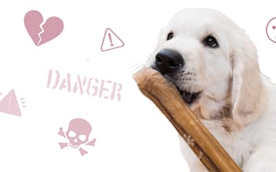 Deadly Dental Chews: The Dangers Of Rawhide Bones