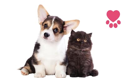 How To Find and Select a Reputable Pet Breeder