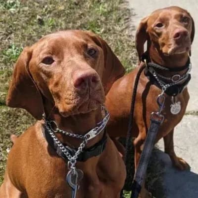 Weekly Services & Dog Walking Services, Pinehurst NC, Your Pet Care Connection