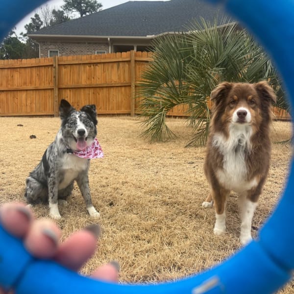 A dog sitting in the sand with a flower on their head.